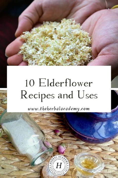 10 Elderflower Recipes and Uses | Herbal Academy | Here is an assortment of elderflower recipes to try yourself. Like us, we hope you find the flower an alluring early-summer resource! Elderflower Cheesecake, Elderflower Wine, Elderflower Drink, Elderflower Recipes, Elderflower Tea, Flowers Recipes, Tea Jelly, Elderberry Flower, Fruit Leather Recipe