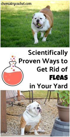 Kill Fleas In Yard, Fleas In Yard, Flea Remedy For Dogs, Flea Medicine For Dogs, Kill Fleas On Dogs, Homemade Flea Spray, Medicine For Dogs, Flea Spray For Dogs, Fleas On Dogs