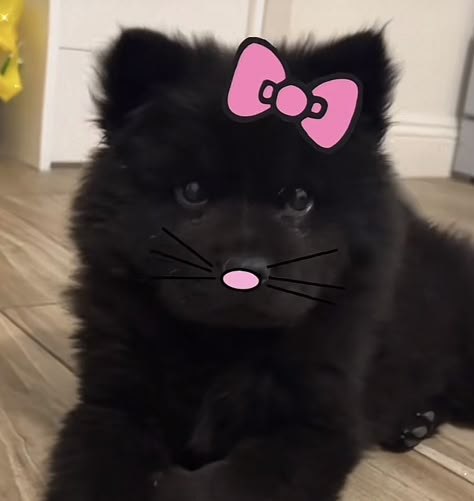 Hello Kitty Pfp Aesthetic, Hello Kitty Pfps, ليلي كولينز, Silly Animal Pictures, Cute Little Puppies, Silly Cats Pictures, Silly Dogs, Fluffy Animals, Silly Animals