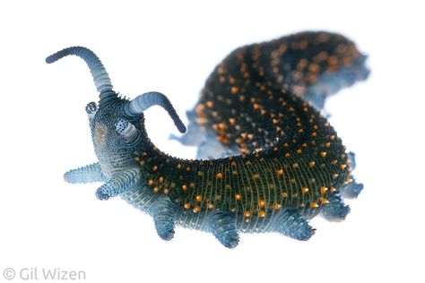 Velvet Worm, Cool Bugs, Kingdom Animalia, Space Dog, Interesting Animals, Beautiful Bugs, Arthropods, Creepy Crawlies, Pretty Animals