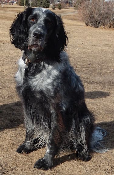 Blue Picardy Spaniel Dog Breed Information and Pictures Picardy Spaniel, English Setter Dogs, Dog Crossbreeds, Clumber Spaniel, Every Dog Breed, Beautiful Dog Breeds, Dog Aesthetic, 45 Pounds, Style Pictures