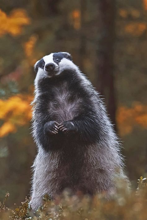 Honey Badger Aesthetic, Forest Animals Photography, Badger Reference, English Badger, Badger Aesthetic, Badger Photography, Badger Images, Badger Animal, European Nature