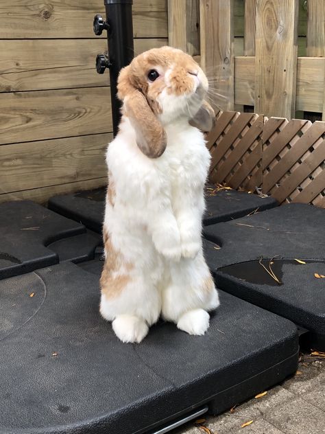 Drawing Rabbits, Bunny Rabbit Drawing, Rabbits Art, Rabbit Aesthetic, Holland Lop Rabbit, Holland Lop Bunny, Aesthetic Bunny, Animated Bunny, Mini Lop Bunnies