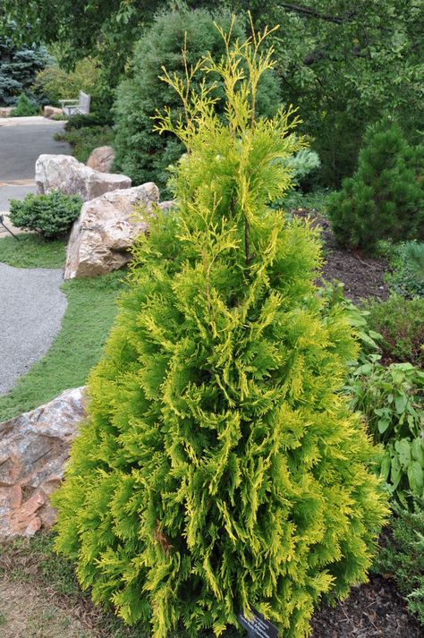 Yellow ribbon arborvitae Green Giant Arborvitae, Giant Arborvitae, Thuja Plicata, Arborvitae Tree, Small Yard Landscaping, Backyard Trees, Privacy Trees, Landscaping Trees, Columnar Trees