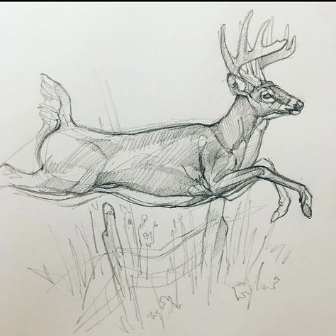 Deer Hunting Drawing, Deer Drawing Sketches, Deer Animation, Hunting Drawings, Deer Sketch, Deer Drawing, Prismacolor Art, Deer Painting, Animation Art Sketches