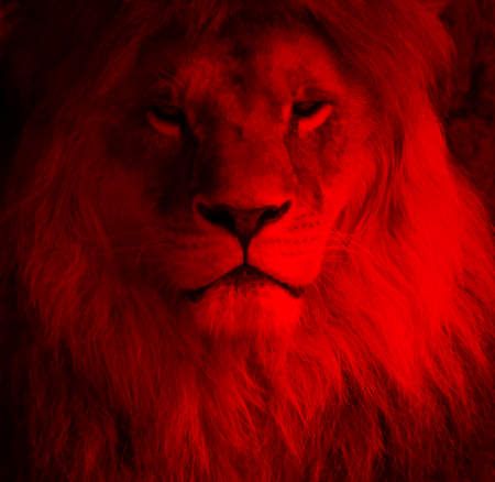 Red lion portrait From https://torange.biz/fx/red-lion-portrait-117859 Red Lion Wallpaper, Lion Wallpapers, Lion Background, Church Banners Designs, Red Portrait, Lion Portrait, Gryffindor Aesthetic, Black Hd Wallpaper, Lions Photos