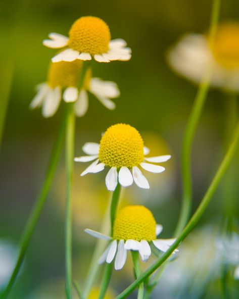 A beautiful, scented fresh chamomile growing in the garden. Shallow deapth of field photo. Vegan, herbal tea. Chamomile Growing, Lenten Rose, Sun Loving Plants, Perennial Flowers, Hibiscus Plant, Best Perennials, Plants To Grow, Roman Chamomile, Plant Tags