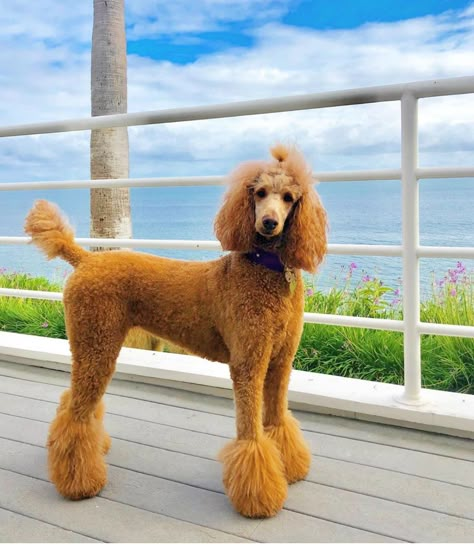 Poodles Haircut Styles, Standard Poodle Haircut Styles Summer, Toy Poodle Haircut Styles, Standard Poodle Haircut Styles, Poodle Teddy Bear Cut, Standard Poodle Cuts, Red Standard Poodle, Toy Poodle Haircut, Standard Poodle Haircuts