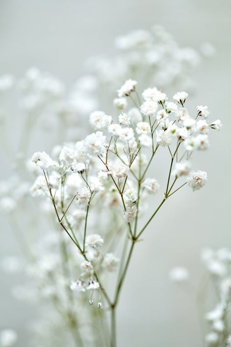 Gypsophila Aesthetic, Nation Aesthetic, Gypsophila Flower, Vintage Homes, Iphone Theme, Minimalist Flowers, Aesthetic Minimalist, The Vineyard, Winter Scenes