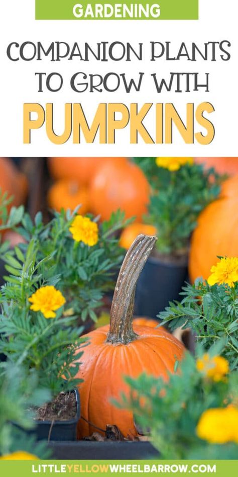 Types Of Pumpkins, Pumpkin Varieties, Companion Gardening, Pumpkin Vine, Planting Pumpkins, Planting Garlic, Pumpkin Garden, Planting Sunflowers, Growing Pumpkins