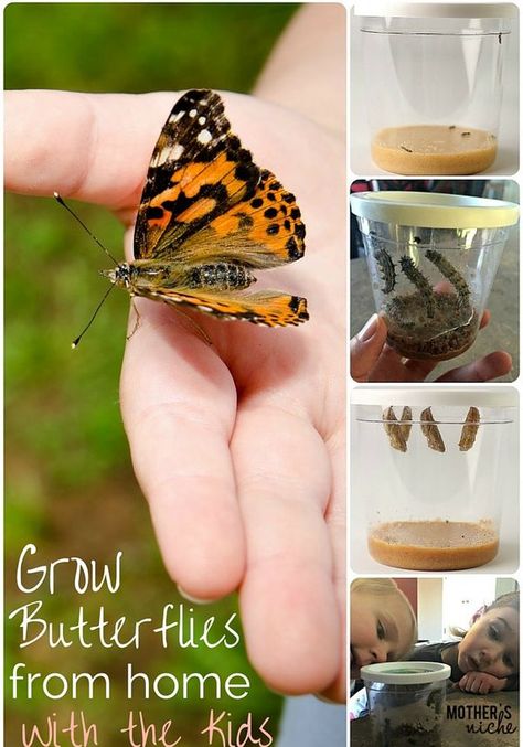 My kids LOVED watching our caterpillars hatch into butterflies. Such a fun activity for spring and summer! Grow Butterflies, Nanny Activities, Butterflies Activities, Butterfly Kit, School Age Activities, Summer Fun For Kids, Subscription Boxes For Kids, Butterfly Kids, Butterfly Crafts