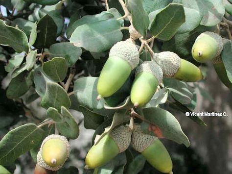 Holm Oak, Celtic Names, Mediterranean Forest, Mighty Oaks, Oak Forest, Evergreen Trees, Mediterranean Garden, Oak Tree, Botany