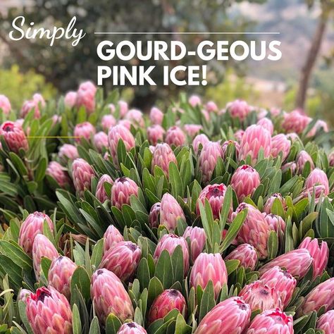 Protea Pink Ice, Neriifolia x Susannae, is one of the hardiest and most abundant plants here on the farm! And… the blooms? They’re fabulous no matter how you arrange them. On The Farm, Rose Color, Gardening Ideas, The Farm, Gourds, Beautiful Roses, Tis The Season, Motion, Matter