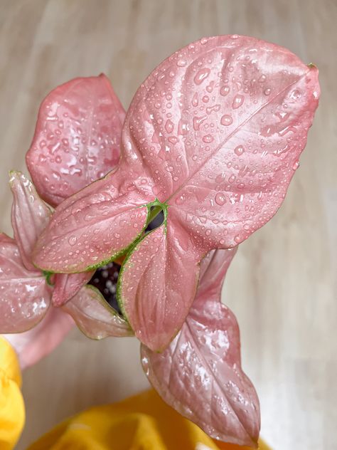 Potted Houseplants, Pink Leaves, Pretty Plants, Plant Collection, Flower Cake, Plant Lover, Neon Pink, Indoor Plants, Garden Plants