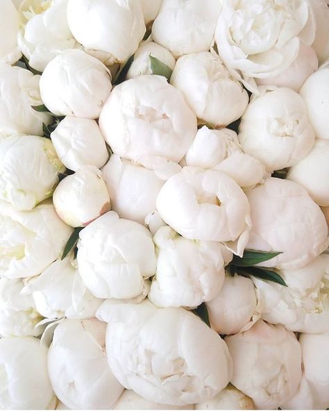 So beautiful 😍 Credit @helmivillakko #peonies #flowers #bouquet White Peonies Aesthetic, Waldorf Lifestyle, Divine Femine, Peonies Aesthetic, Peonies White, Aesthetic Places, Soft Life, Toca Life, White Peonies