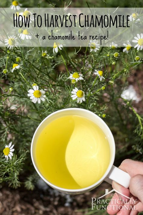 Chamomile Tea Recipe, Growing Herbs In Pots, Chamomile Plant, Harvesting Herbs, Healing Tea, Types Of Herbs, Homemade Tea, Herb Garden Design, Herbal Recipes