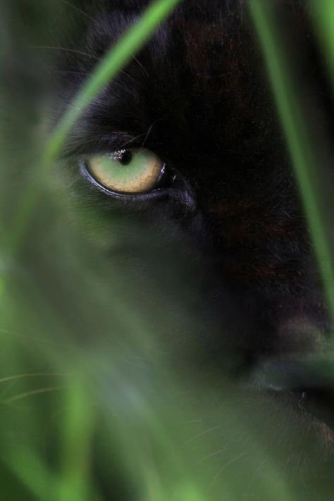 Jaguar Eyes, Dark Panther, Jaguar Wallpaper, Panther Art, Heaven Art, Black Jaguar, Most Beautiful Animals, Black Tigers, The Fox And The Hound