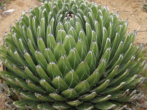 South African Flowers, Delosperma Cooperi, Hardy Succulents, Berkeley Hills, Ice Plant, African Flowers, Fine Gardening, Wildflower Garden, Hens And Chicks