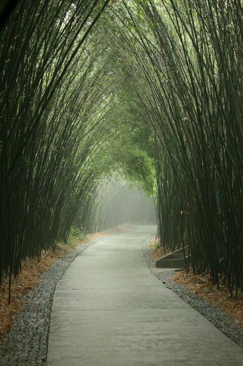 Nice Garden Tunnel, Garden Pathways, Tree Tunnel, Horse Trail, Boy Photography, Sketchbook Inspiration, Pretty Places, Emphasis, Walkway