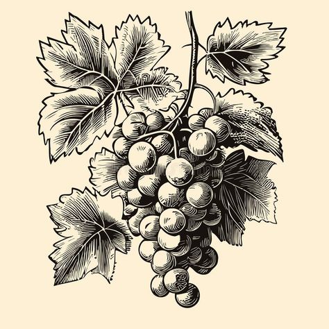 Bunch of grapes retro sketch hand drawn in doodle style Vector illustration stock image Vintage Grape Illustration, Grapes Sketch, Grapes Drawing, Grapes Illustration, Grape Illustration, Grape Drawing, Grape Plant, Bunch Of Grapes, Illustration Advertisement