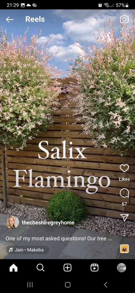 Flamingo Willow Tree, Flamingo Salix Tree, Flamingo Tree Garden, Salix Flamingo Tree Border, Salix Flamingo Tree, Flamingo Tree, Tree Borders, Yard Project, Spring Bulbs