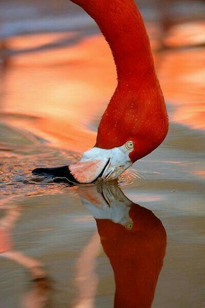 Flamenco Photography, Flamingo Pictures, Red Flamingo, Flamingo Photo, Afrique Art, Flamingo Art, Pretty Birds, Pink Flamingo, Hand Painting