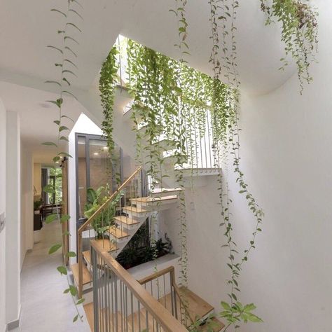 Indoor Vines, Hanging Vines, Vine Wall, Indoor Gardening, Wall Planter, Indoor Plant, Home Decor Tips, My New Room, Hanging Plants