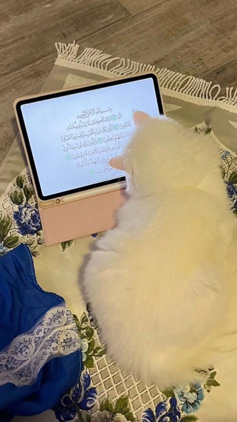 Kartu Tarot, Al Qur'an Aesthetic, Office Life, I Believe In Pink, Love In Islam, Cute Cats Photos, Muslimah Aesthetic, Muslim Book, Cat Aesthetic