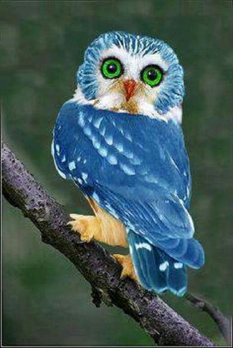 Blue Owl.  A rare breed of owl from the Philippines. Only 250 of this kind and colour in the world. Regnul Animal, Blue Owl, Owl Pictures, Beautiful Owl, White Owl, Rare Animals, Exotic Birds, Pretty Birds, Colorful Birds