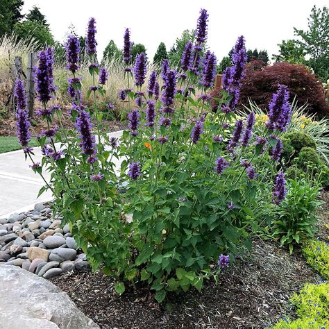 Agastache 'Blue Boa' | TERRA NOVA ... Giant Hyssop, Hummingbird Mint, Toxic Plants For Cats, Butterfly Garden Plants, Butterfly Plant, Dutch Gardens, Butterfly Plants, Cat Plants, Starter Plants