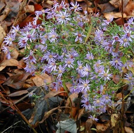 Wood Aster, Heather Plant, Aster Flower, Plant Zones, Blue Plants, Garden Help, Plant Spacing, Woodland Garden, Blue Daisy