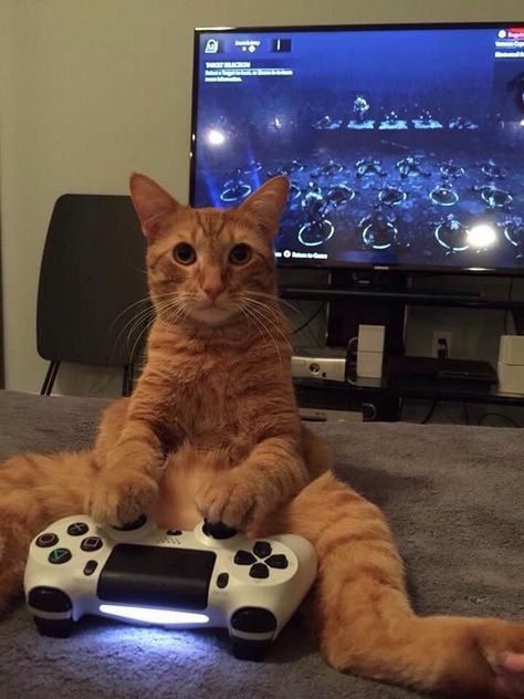 What, I can’t use this to control the dog? Gamer Cat, Red Cats, Red Cat, Cat Names, Funny Cat Pictures, Playing Video Games, Cat Playing, Silly Cats, Cute Creatures