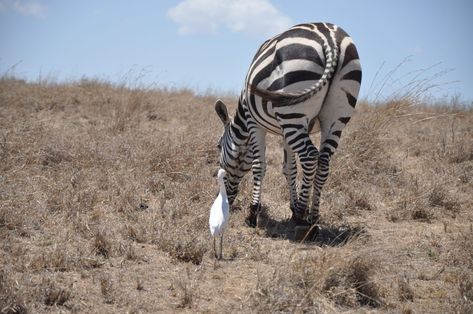 Difference Between Commensalism and Parasitism Check more at https://in4arts.com/difference-between-commensalism-and-parasitism.html Mutualism Examples, Kruger National Park, Large Animals, Animals Of The World, Zebras, Pictures To Draw, Day Tours, Animals Beautiful, Float