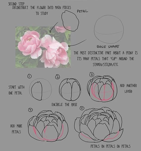 Peony Drawing, Arte Doodle, Flower Drawing Tutorials, Flower Art Drawing, Watercolor Flower Art, Simple Acrylic Paintings, Beginner Painting, Flower Art Painting, Digital Art Tutorial