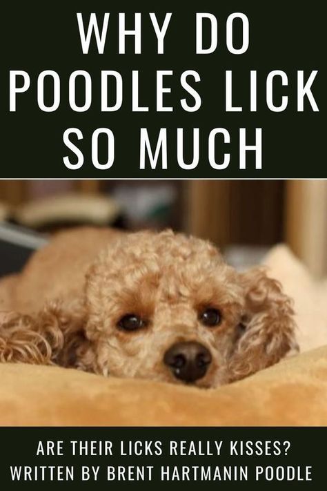 Why Do Poodles Lick So Much? Haircuts For Poodles, Poodle Face Grooming, Toy Poodle Haircut Teddy Bears, Toy Poodle Puppy Cut, Standard Poodle Teddy Bear, Toy Poodle Training, Poodle Puppy Training, Shitzu Poodle, Toy Poodle Haircut