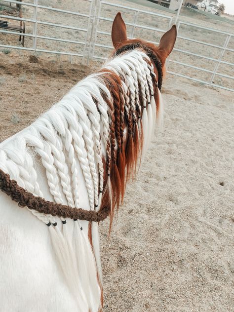 Western Horse Hair Styles, Horse Hairstyles Ideas, Horse Mane Braids Westerns, Horse Tail Hairstyle, Horse Mane Styles, Horse Braids, Horse Hairstyles, Rodeo Hair, Horse Mane Braids