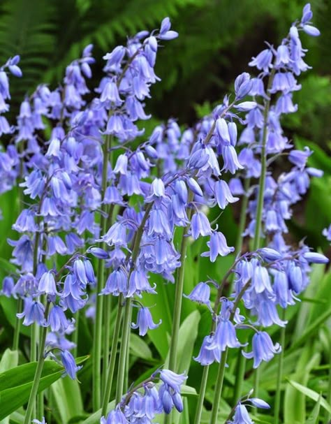 English Bluebells, Spanish Bluebells, Flowers Gardening, Daffodil Bulbs, Three Dogs, Garden Bulbs, Blue Garden, Love Garden, Shade Garden