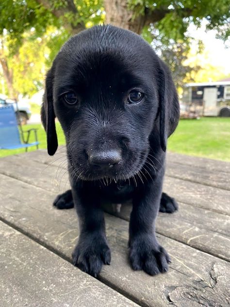 Purebred Black Lab Puppy - Male 8 weeks old Black Lab Puppy, Puppies For Sale Near Me, Lab Puppy, Black Lab Puppies, Labrador Retriever Puppies, Lab Puppies, Labrador Puppy, Black Lab, Classified Ads