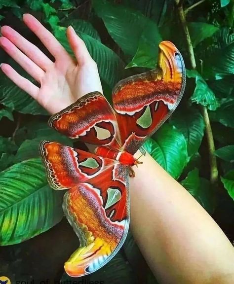 Faerie Aesthetic, Large Moth, Most Beautiful Butterfly, Atlas Moth, Moth Tattoo, Animal Antics, Beautiful Bugs, Back To Nature, Beautiful Butterflies