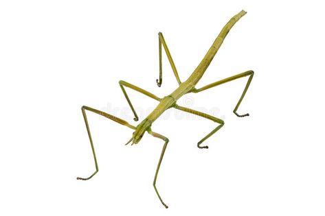 Spanish Walking Stick insect species Leptynia hispanica. In high definition with , #spon, #Leptynia, #species, #high, #hispanica, #Walking #ad Insect Mural, Walking Stick Insect, Stick Insects, Stick Bug, Insect Species, Stick Insect, Unusual Animals, Art Space, Depth Of Field