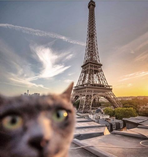 SomeCuteThing - Passar Caturday em Paris! Cat Images Hd, Paris Cat, Funny Cat Images, Cat Pictures For Kids, Cat In Heat, Kitten Images, Image Cat, Paris Images, Cute Cat Wallpaper