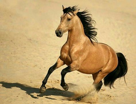 Buckskin Horses, Kathiyawadi Horse, Farm Pets, Buckskin Horse, Spirit Stallion Of The Cimarron, Horse Coat Colors, Spirit Stallion, Baby Sea Turtles, Cowboy Pictures