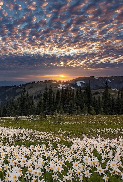 Lilies Of The Field, Pretty Landscapes, Olympic National Park, Wild Nature, Have A Beautiful Day, Landscape Pictures, A Beautiful Day, Yosemite National Park, Pretty Places