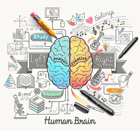 Diagrammatic Representation of the Functionality of the Human Brain Macbook Air 13 Inch, Macbook Retina, Macbook Laptop, Macbook Air Case, Right Brain, New Macbook, Keyboard Cover, Notebook Computer, Human Brain