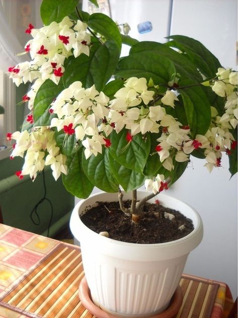 Indoor Flowering Plants In India, Paul Greene Actor, Flowering Plants In India, Outdoor Flowering Plants, Rockery Garden, Indoor Bonsai Tree, Live Indoor Plants, Porch Plants, Indoor Flowering Plants