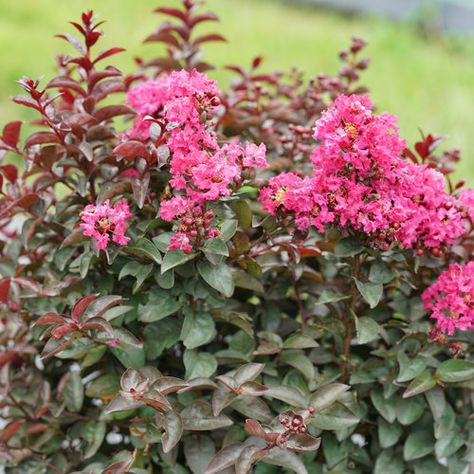 10 Hardy Plants for Hot, Dry Climates | Proven Winners Lilac Varieties, Rose Fertilizer, Evergreen Bush, Myrtle Tree, Crape Myrtle, Border Plants, Proven Winners, Pink Plant, Hardy Plants