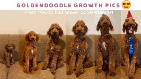 Puppy Growth Pictures, Standard Golden Doodle Full Grown, Irish Doodle Full Grown, Golden Doodle Full Grown, Goldendoodle Outfits, Groodle Full Grown, Cockerpoo Full Grown, F1bb Goldendoodle, Mini Golden Doodle Full Grown