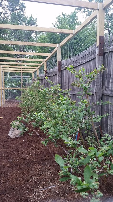 Blueberry cage roof question - General Fruit Growing - Growing Fruit Enclosed Garden Structures, Garden Cages, Raspberry Trellis, Bungalow Garden, Gutter Drainage, Blueberry Gardening, Fruit Growing, Fruit Cage, Zinnia Garden