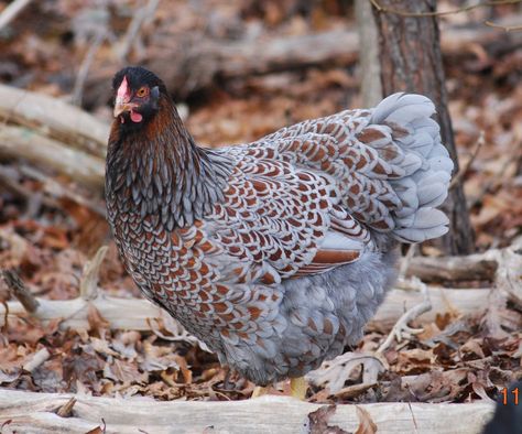 Barnevelder Chicken, Blue Laced Red Wyandotte, Australorp Chicken, Wyandotte Chicken, Egg Laying Chickens, Fancy Chickens, Backyard Chicken Farming, Chicken Life, Beautiful Chickens