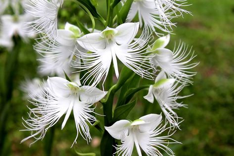 Habenaria Radiata, Egret Orchid, Garden Tool Holder, Orchid Seeds, Bog Garden, White Egret, Unusual Flowers, Beautiful Orchids, Plant Combinations